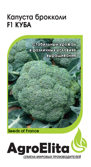 капуста кубаt_4